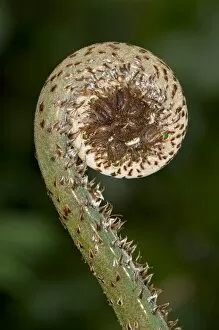Images Dated 2nd March 2012: Frond unfurling, Tandayapa region, Andean cloud forest, Ecuador, South America