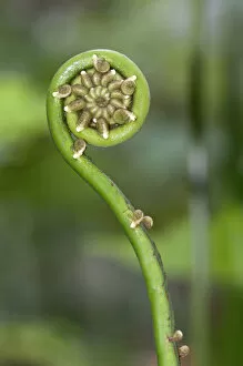 Images Dated 2nd March 2012: Frond unfurling, Tandayapa region, Andean cloud forest, Ecuador, South America