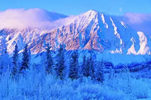 Crescent Gallery: Frost Covered Douglas Firs With a Mountain in the Background, Kluane National Park, Yukon, Canada