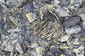 Images Dated 8th August 2012: Frost damaged rocks in the Arctic ice desert, Zorgdragerfjord, Prins Oscars Land, Nordaustlandet