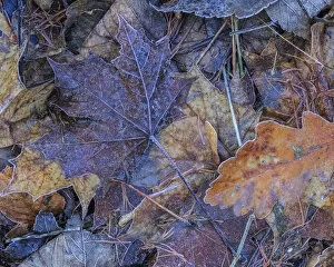 Images Dated 13th December 2014: Frosted Autumn leaves on the ground