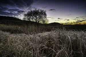 Images Dated 3rd July 2009: Frosted Grass and Reeds on a Freezing Cold Winter Morning at sunrise in the Magalieburg