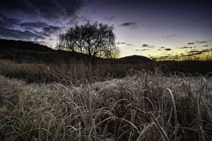 Frost Collection: Frosted Grass and Reeds on a Freezing Cold Winter Morning at sunrise in the Magalieburg