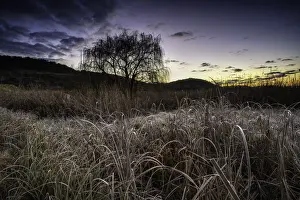 Frosted Grass and Reeds on a Freezing Cold Winter Morning at sunrise in the Magalieburg, Gauteng Province, South Africa