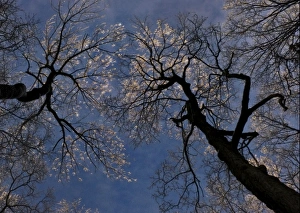Frost Collection: Frosted tips of maple tree