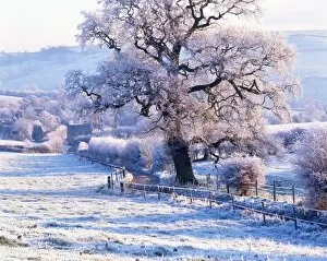 Pastoral Gallery: Frosted trees near Bath, England, UK