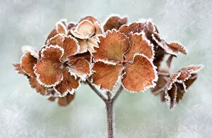 Images Dated 29th January 2016: Frosty hydrangea