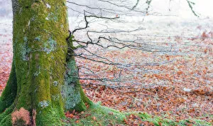 Woodland Gallery: Frosty Mossy Colorful Tree Trunk