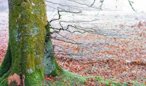 Frost Collection: Frosty Mossy Colorful Tree Trunk