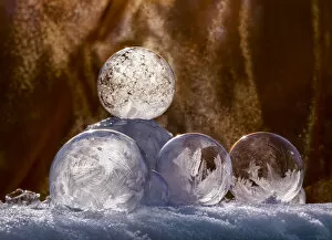 Images Dated 21st January 2014: Frozen Bubble Family