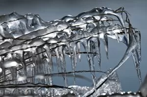 Images Dated 31st March 2010: Frozen grass with icicles, south coast, Iceland, Europe