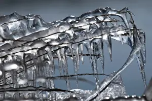 Icicle Prints: Frozen grass with icicles, south coast, Iceland, Europe