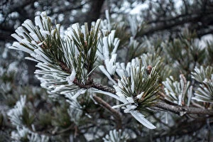Images Dated 19th January 2017: frozen pine, Mt.huangshan, Anhui, China