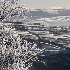 Frozen tree from freezing rain. Peak District National park. UK
