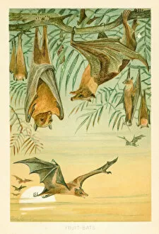 Images Dated 29th October 2018: Fruit bats chromolithograph 1896
