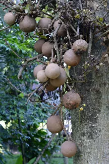 Images Dated 23rd July 2014: Fruit of the cannonball tree -Couroupita guianensis-, Bali, Indonesia