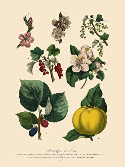 Images Dated 23rd March 2016: Fruit and Nut Trees of the Garden, Victorian Botanical Illustration