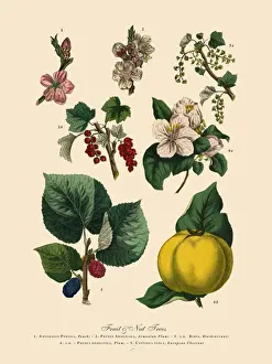 Berry Prints: Fruit and Nut Trees of the Garden, Victorian Botanical Illustration
