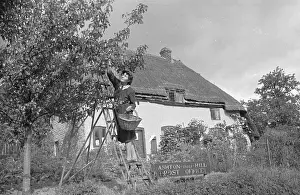 Ladder Prints: Fruit Picker