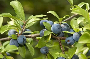 Fruit of the Sloe or Blackthorn -Prunus spinosa-, Geneva, Genf, Switzerland