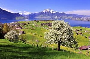 Images Dated 26th April 2012: Fruit trees in full bloom near Weggis, Lake Lucerne and Mount Pilatus at the back