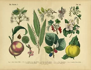 Images Dated 22nd March 2016: Fruit, Vegetables and Berries of the Garden, Victorian Botanical Illustration