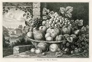 Images Dated 25th March 2017: Fruits in a basket engraving 1873
