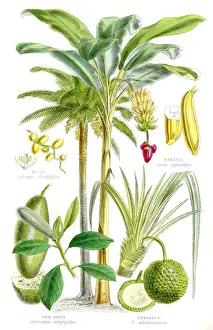 Jackfruit Prints: Fruits engraving 1857
