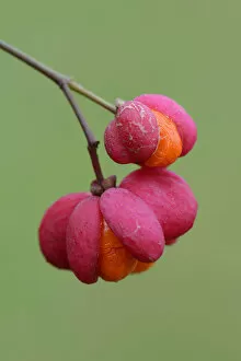 Images Dated 8th October 2014: Fruits of European Spindle Tree -Euonymus europaeus-