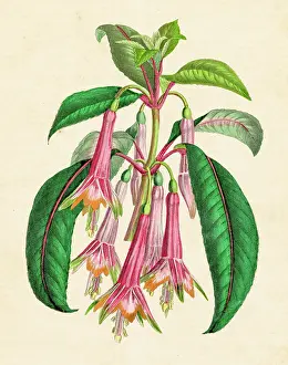 Fuchsia denticulata plant hand-colored engraving illustration 1848