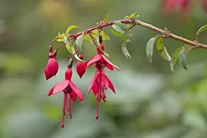 Fuchsia -Fuchsia-, Glencolumbkille, County Donegal, Ireland, Europe