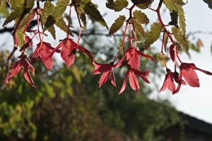 Fuchsia -Fuchsia spec-, blossoms, Untergroeningen, Baden-Wuerttemberg, Germany, Europe