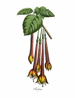 Images Dated 19th February 2019: Fuchsia Plants, Victorian Botanical Illustration