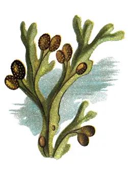 Fucus vesiculosus, known by the common names bladder wrack, black tang, rockweed