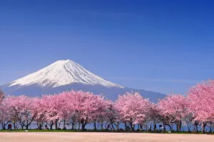 Images Dated 29th April 2012: Fuji and Sakura