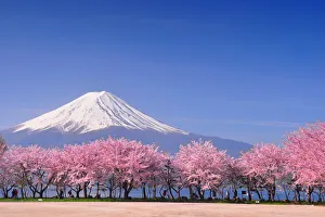 Images Dated 29th April 2012: Fuji and Sakura