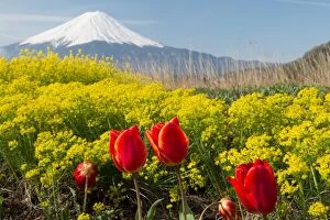 Images Dated 1st May 2014: Fuji and spring flowers