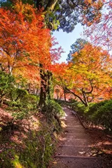Images Dated 1st December 2015: fukuoka Red maple tree in autumn before winter foiliage, japan
