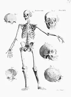Full-Figure Skeleton Illus. W/Skulls