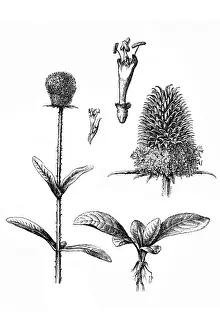 Fullers teasel (Dipsacus fullonum)