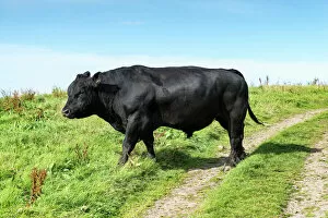 Odd Toed Ungulate Gallery: Fully grown Aberdeen Angus bull on a pasture on the north coast of Scotland, Caithness, Scotland