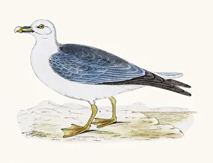 Images Dated 10th June 2016: Fulmar Petrel