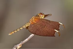 Odonate Gallery: Fulvous forest skimmer -Neurothemis fulvia-, female, Siem Reap, Cambodia, Southeast Asia, Asia