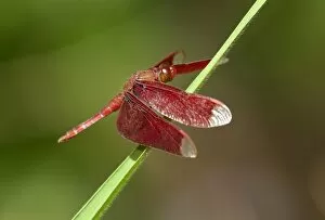 Odonate Gallery: Fulvous forest skimmer -Neurothemis fulvia-, male, Siem Reap, Cambodia, Southeast Asia, Asia