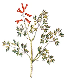 Fumaria officinalis, the common fumitory, drug fumitory or earth smoke