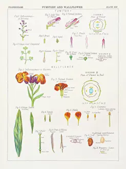 Fumitory Prints: Fumitory and Wallflower Chromolithography 1883