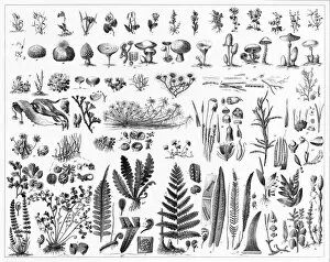 Edible Mushrooms, Victorian Botanical Illustration Collection: Fungi, Mushrooms, Algae and Non-Flowering Plants