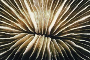 Jeff Rotman Underwater Photography Gallery: Fungia Coral
