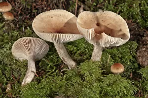Images Dated 21st November 2012: Funnel Cap -Clitocybe costata-, Untergroningen, Abtsgmuend, Baden-Wurttemberg, Germany