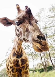 Images Dated 7th August 2019: Funny Close Up of Giraffe Leaning In to Camera